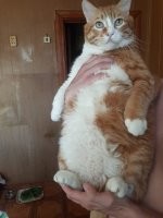 Котик Пыня