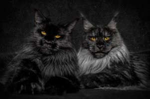 10 странных идей, которые помогли своим авторам прилично подзаработать 