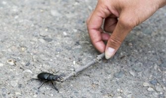 Ну фиг знает насчет "тяжело встретить", в мин. водах полно