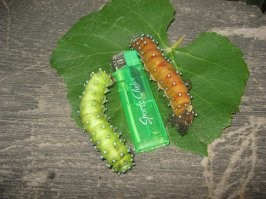 Вот такие штуки у меня в саду были. Кто нибудь знает, что это?