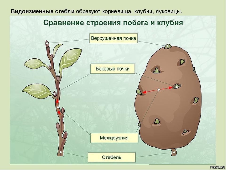 Рассмотрите рисунок что позволяет обнаружить данный опыт