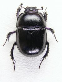 вы жука-навозника вообще представляете?
у него рогов нет от слова совсем