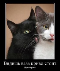 Сама наглость: коты, которые плевать хотели на нормы хорошего поведения