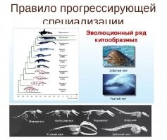40 миллионов лет назад киты не так выглядели, это другие зверьки))