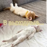 Скрины из социальных сетей