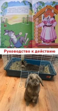 Сама наглость: коты, которые плевать хотели на нормы хорошего поведения