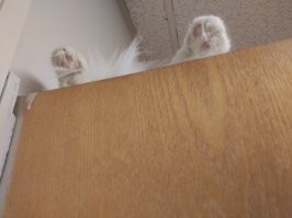 Пушистый гурман готовит разнообразные лакомства