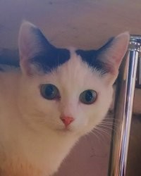 котэ наглое доброе мяучит мурчит смотрит жрать дай погладь тыквой своей ночью в лицо конект делает...утырка одним словом...взял с помойки