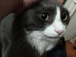 Пару дней назад, закинулся таблетками и с женой решили подремать днём. Болеем, нам можно.
И вот, оно как песданёт! Я с положения лёжа на ноги меньше доли секунды.
Оказалось этот дебил, пока мы спим, решил погрызть провода! Йопнуло как надо, ещё УПС-ки заверещали по квартире.
 Кот видимо тоже какое-то время был в шоке, так как подвоха не ожидал. Рвалул на кухню, зажался под столом и дрожал от страха. Глаза по пять копеек.
Пришлось успокаивать.
Я и сам чуть от неожиданности не обгадился!
И что интересно, только усы опалил! Вот что значит кошачье везение!
То место теперь обходит стороной. Только косится туда.