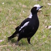 И действительно, у них и сороки не такие, как у нас.