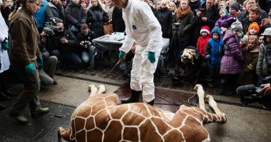 В Дании уничтоженные из-за коронавируса норки начали вылезать из могил