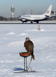 Инцидент «Gatwick»