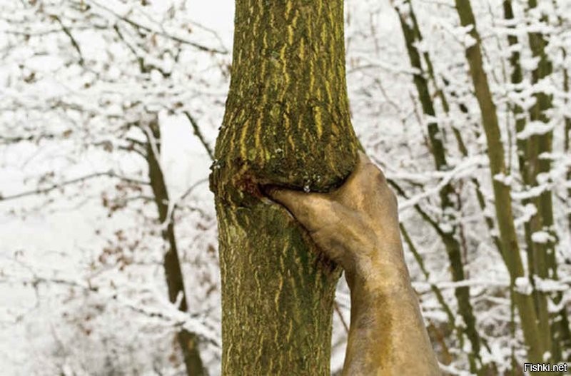 Итальянский художник Джузеппе Пеноне установил бронзовую руку на дереве в Nasher Sculpture Center (Даллас, США) в 1968 году.
Скульптура была изготовлена на основе слепка руки и предплечья самого Пеноне. Тогда художник прикрепил руку к саженцу, и на протяжении всех этих лет дерево буквально росло вокруг изваяния.