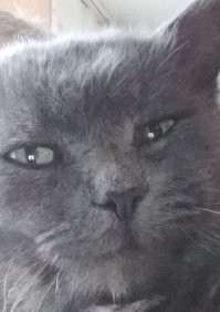 У тебя на столе еще хламотнее, чем у меня. Но кот бы его на  допустил до стола