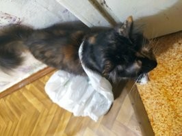 Моя к этому относится спокойнее.
Просто приходит и просит: "Достаньте меня!"