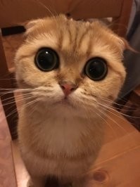 Кот из "Шрека" существует на самом деле!