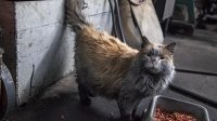 Могу уверить чистым,если не зайдет к мужикам в ремзону.
