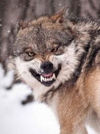 Волк значение животного