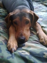 "Ушла" 2 сентября, от рака. "Сгорела" за месяц... За всю свою жизнь ни разу не хулиганила...