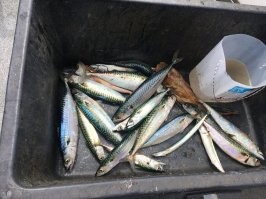 Вот мой рецепт :) сам поймал сам приготовил :) Завтра в 4 утра в море :)