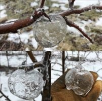 Каким образом при минусовой температуре яблоко могло превратиться в кашицу и вытечь?
