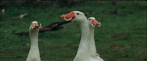 Интересные примеры адаптаций в животном мире