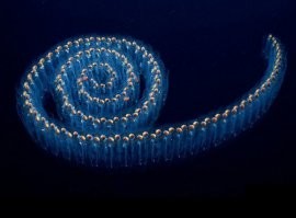 Что еще за "прозрачный бычок"? Это Сальпа (см.Википедию). Еще вечно подписывают это фото "Прозрачная рыба". Сальпы - оболочники, к рыбам отношения не имеют.  А еще они собираются в прикольные цепочки-колонии.