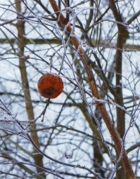 Мне тоже интересно. Вот сам фотографировал при минус 10 где то. Причем и замерзало оно и оттаивало, но тем не менее осталось целым.