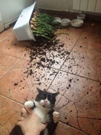 Да, на фишках - потенциальные покупатели думают, 
ну что бы из этого предпочесть?

1. Гамак для кошек на присосках 
2. Ванна-гамак