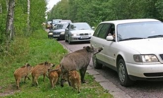 Наглый кабан "отжал" у велосипедистки еду