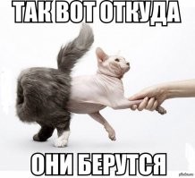Коты везде:  мозговыносящая подборка