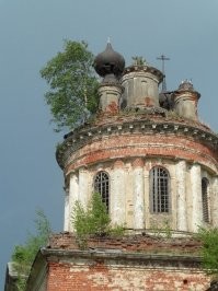 это карликовые березки,они из любой щели растут,очень красивые и их никто не трогает.