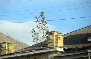 это карликовые березки,они из любой щели растут,очень красивые и их никто не трогает.