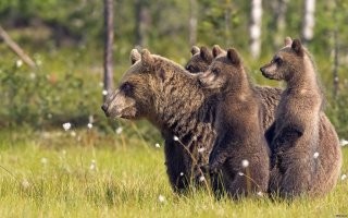 Мамы с&nbsp;детёнышами