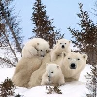 Мамы с&nbsp;детёнышами