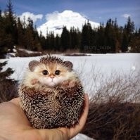 Коты везде:  мозговыносящая подборка