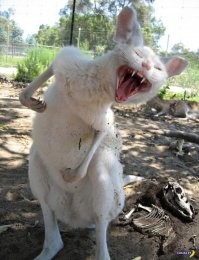 Коты везде:  мозговыносящая подборка