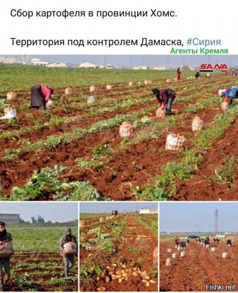 белорусам надо бы поднапрячься, а то и это профукают...ну раз уж опыт украины или проепалтов ничему не научил, то может хоть "святой картофий" отрезвит?