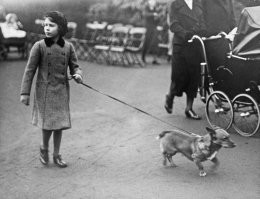 Эээх на сколько порода Корги то изменилась. А Елизавета все еще жива.