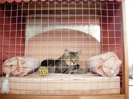 Как спасти ёлку от кота: советы бывалых