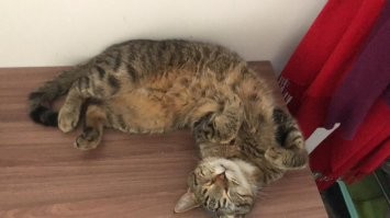 Вот такое «чудище» дочка с улицы притащила. И что выросло