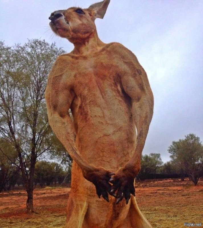 Это Австралия: эпичная драка кенгуру возле паба