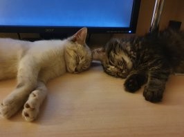 Месяц назад взял двоих братанов. Не удержался, сначала одного хотел.