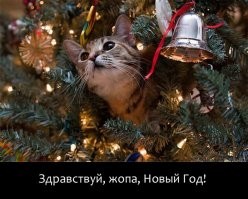 Как спасти ёлку от кота: советы бывалых