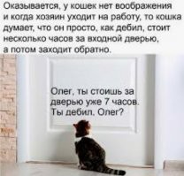 Мы взяли кошку с собой в путешествие и чуть не сломали ей психику