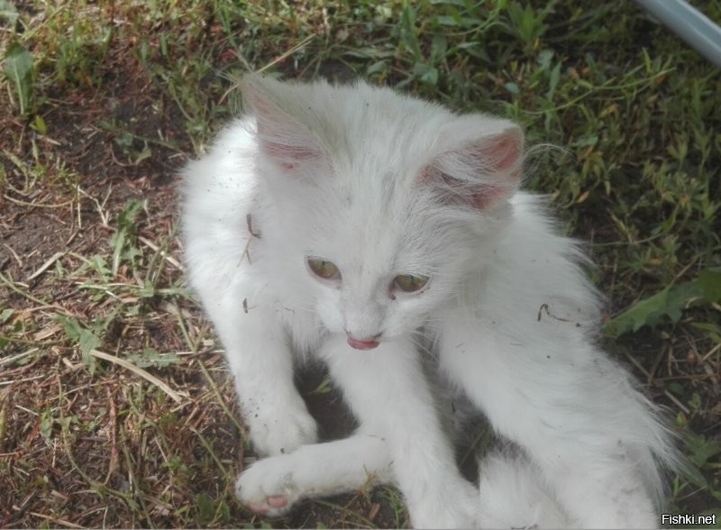 Спасибо большое за плюсики в карму! как и обещала - наша киска Миска. подобрали с улицы. вот уже третий год радует нас. мышей ловит. птичек.