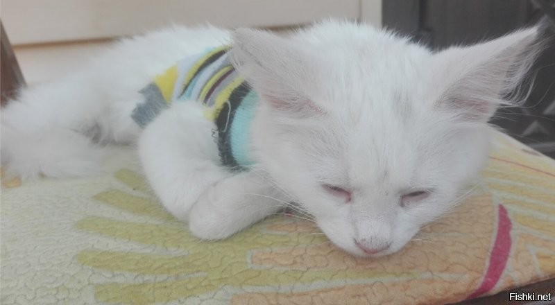 Спасибо большое за плюсики в карму! как и обещала - наша киска Миска. подобрали с улицы. вот уже третий год радует нас. мышей ловит. птичек.