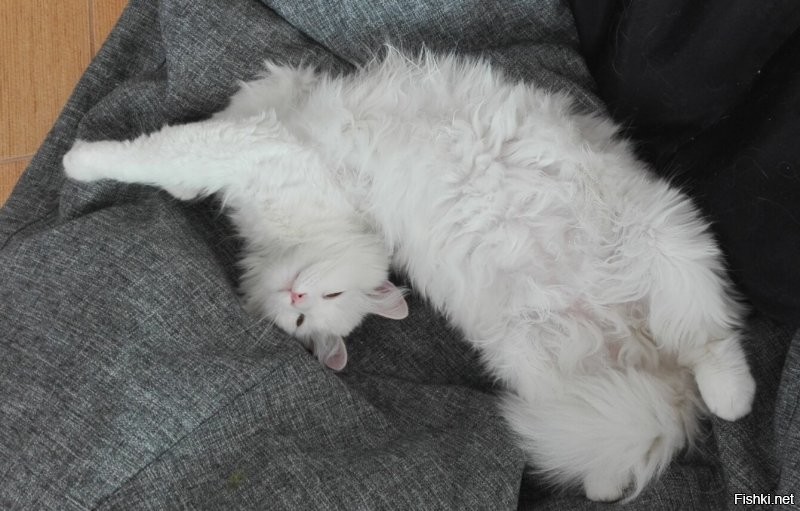 Спасибо большое за плюсики в карму! как и обещала - наша киска Миска. подобрали с улицы. вот уже третий год радует нас. мышей ловит. птичек.