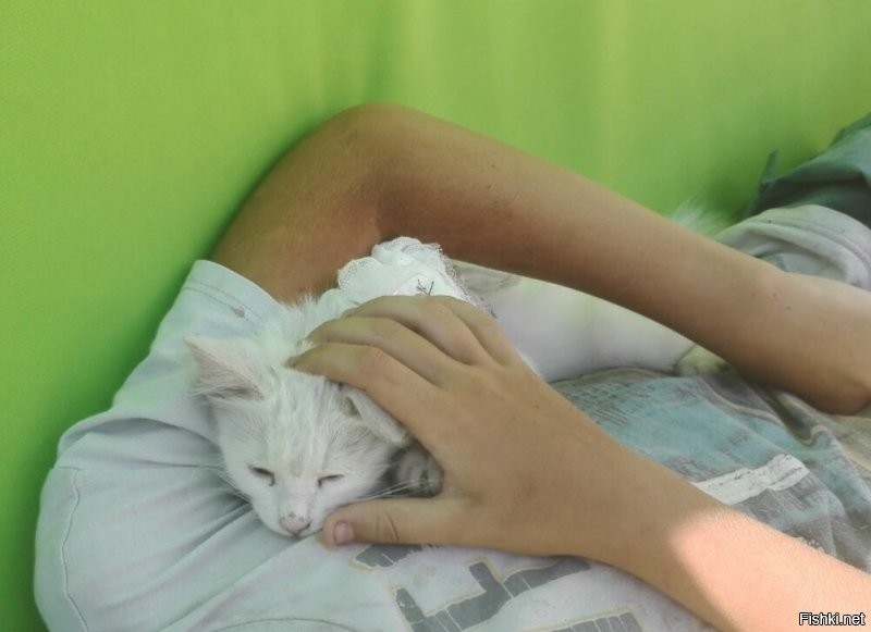 Спасибо большое за плюсики в карму! как и обещала - наша киска Миска. подобрали с улицы. вот уже третий год радует нас. мышей ловит. птичек.