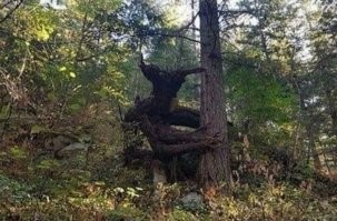 на 33-ей - полный 3,14здец.
такого увидишь ночью в лесу - гарантированно в штаны наложишь.